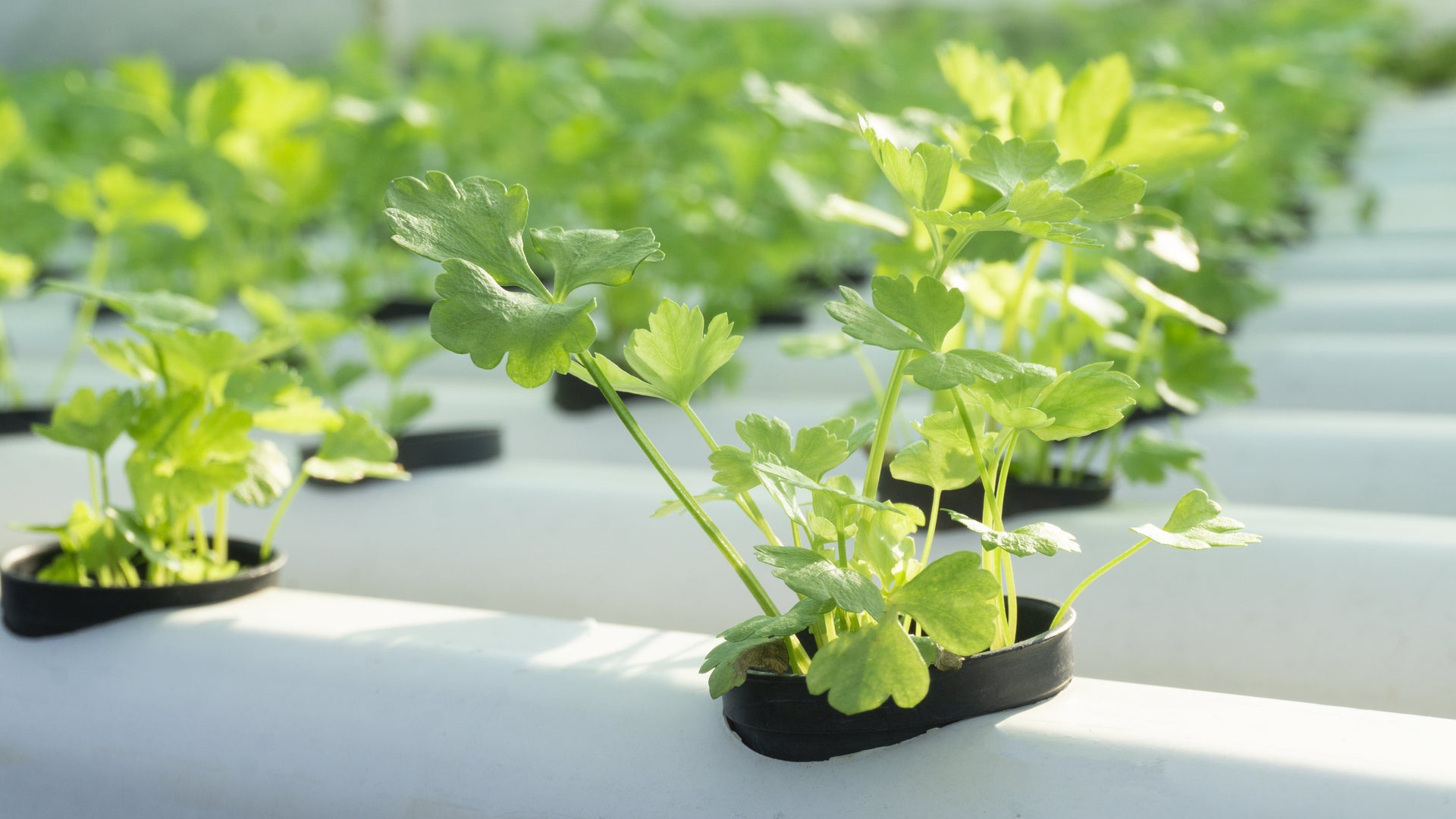 How to recognize and fix nutrient burn