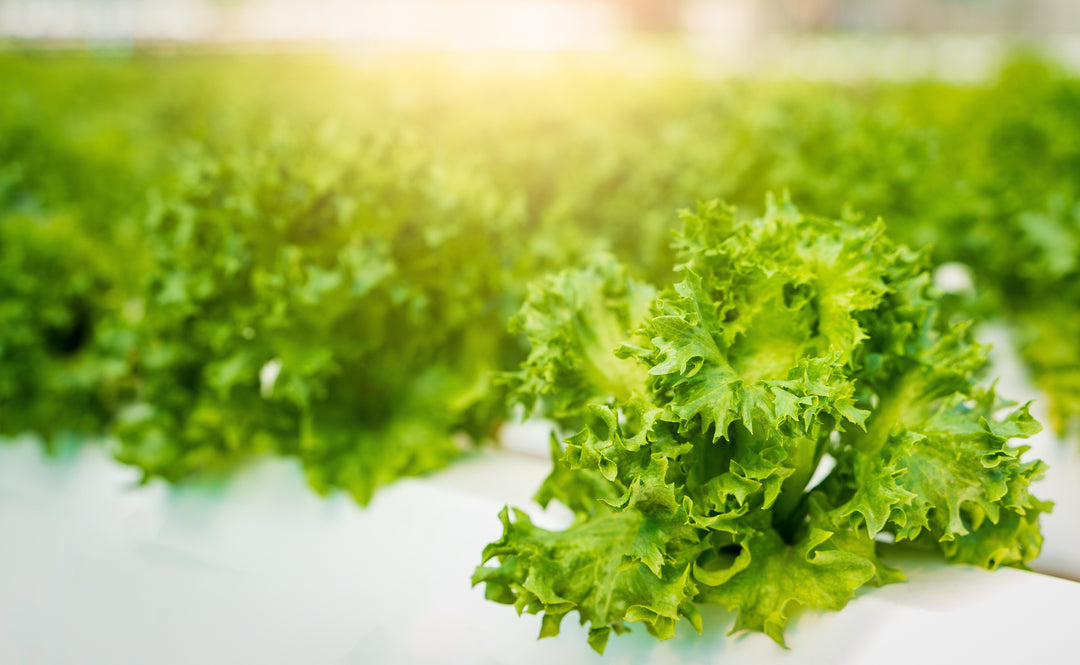 Mary’s Land Farm – Pro Controller case study