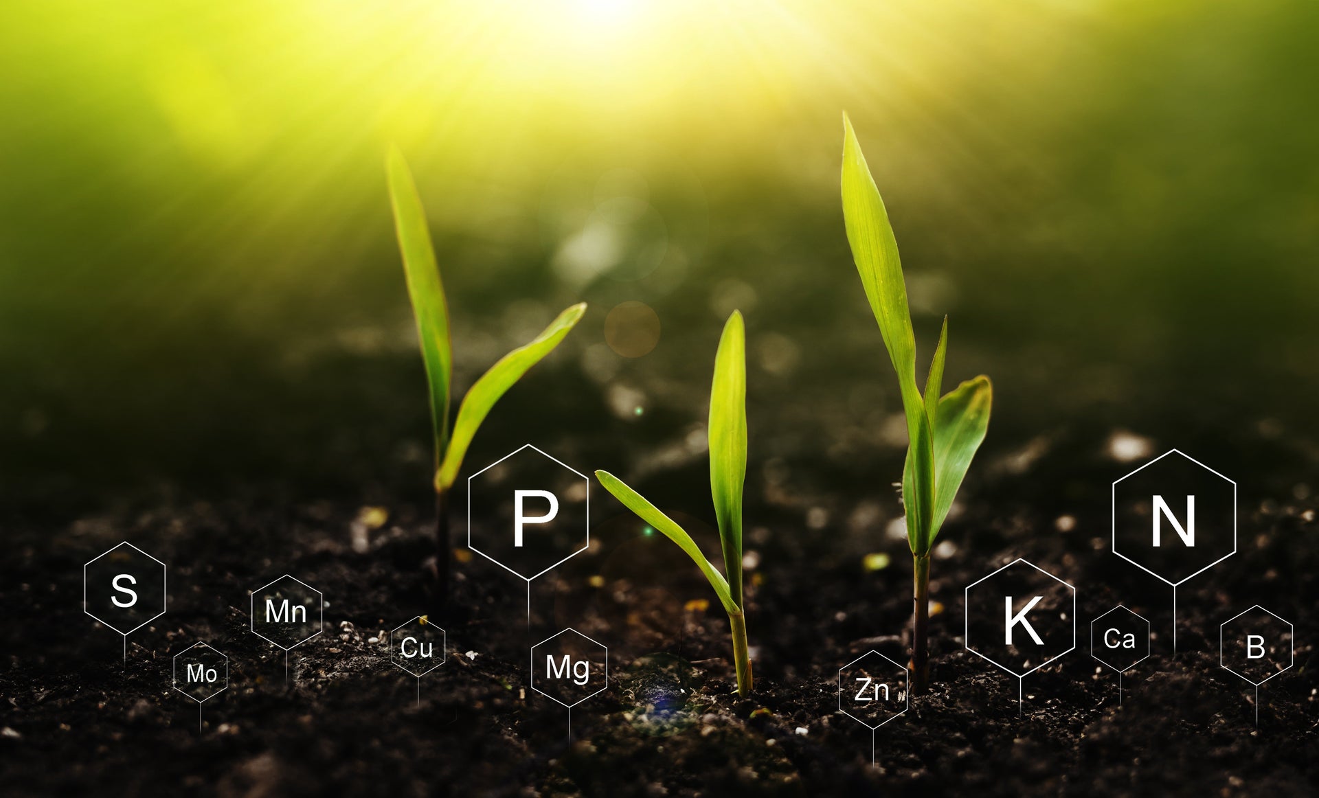 How to identify phosphorus nutrient deficiency in plants