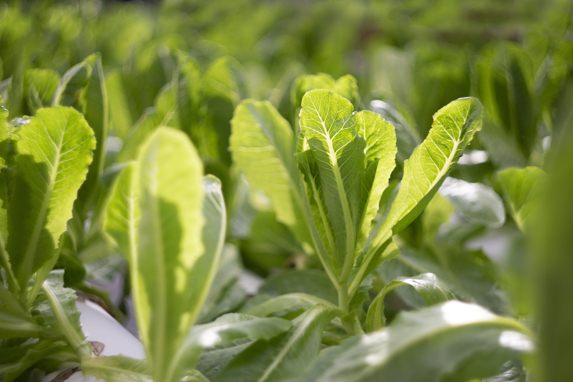 Signs your plants might be struggling with incorrect EC
