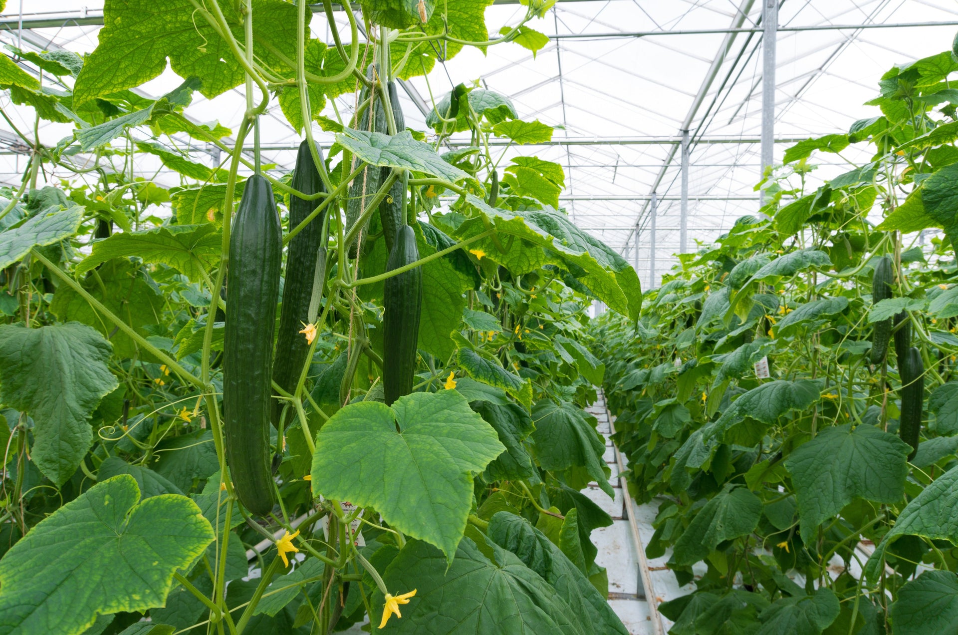 Growing giant veg hydroponically with Bluelab: Case study
