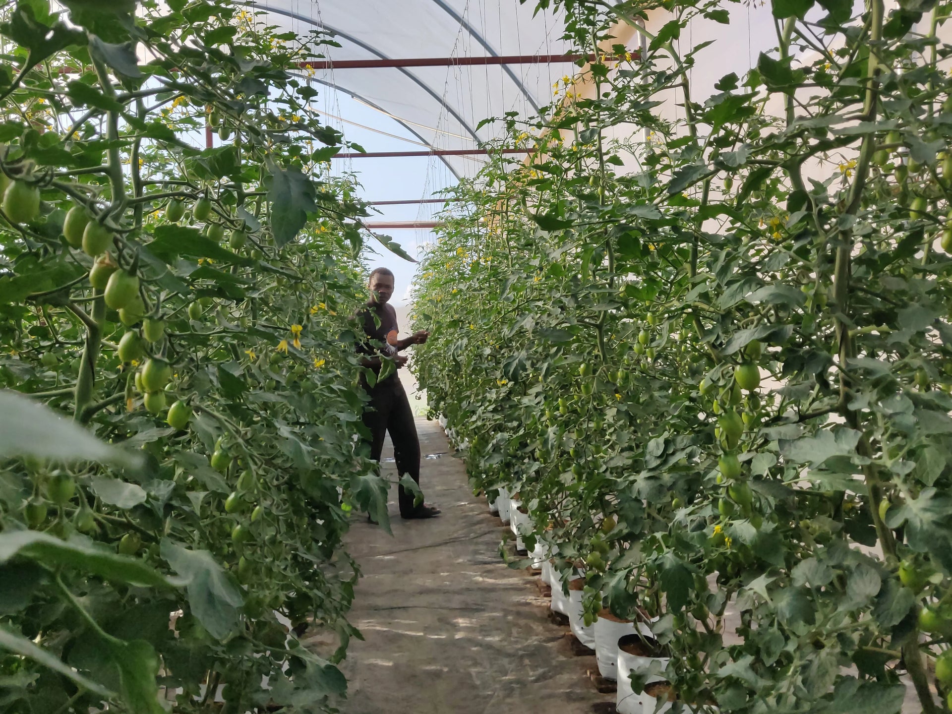 Greenhouse grower in Kenya - Pro Controller case study