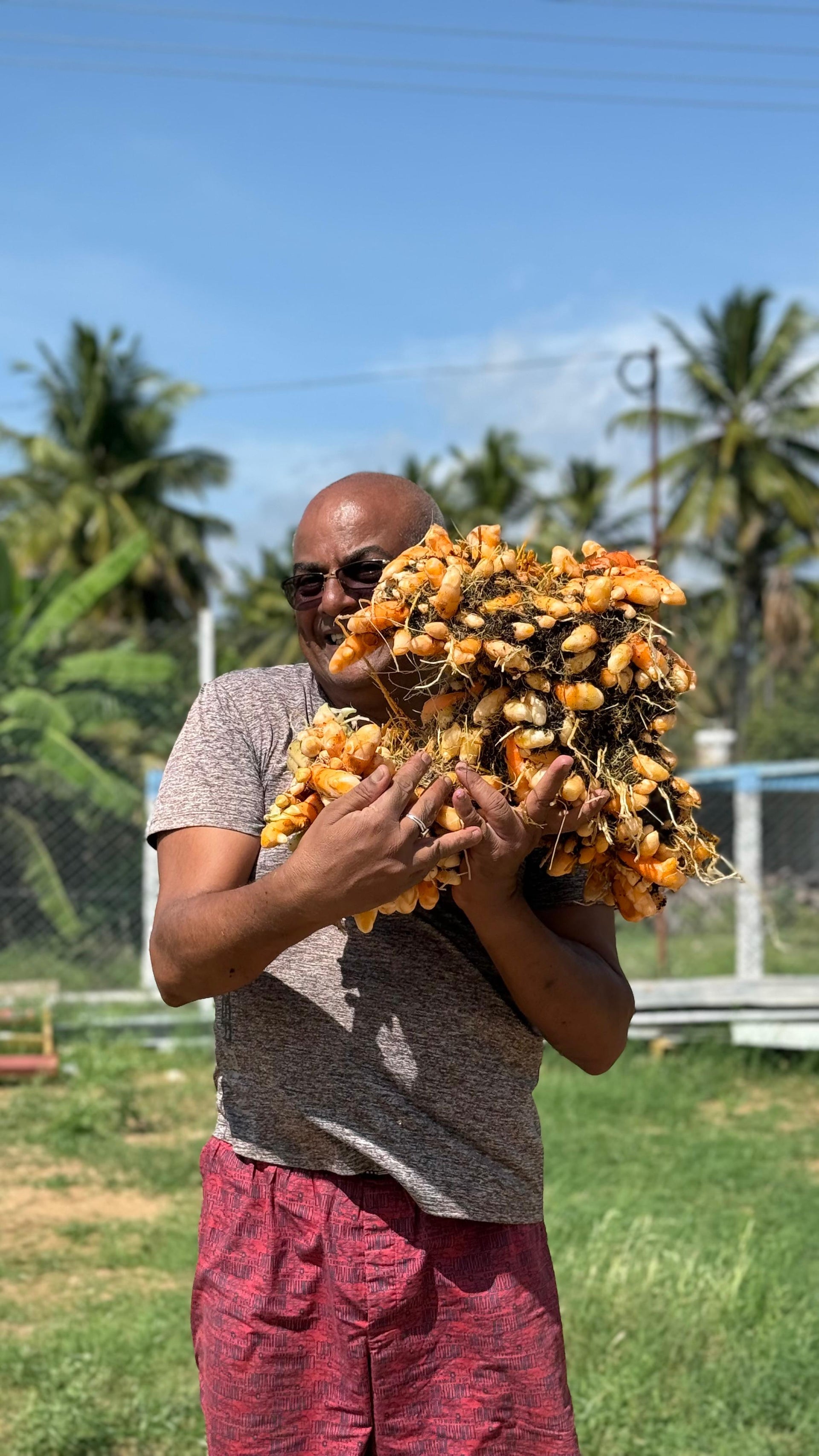 Precision Turmeric Cultivation with CV Hydro in India