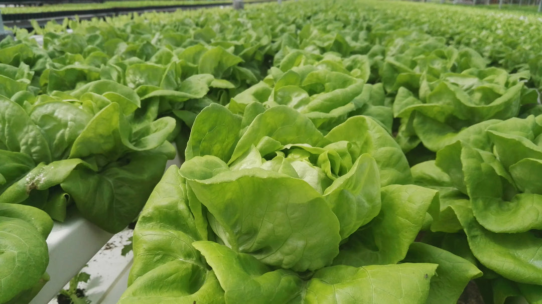 CEA for Short-Cycle Leafy Green Crops – Part 1