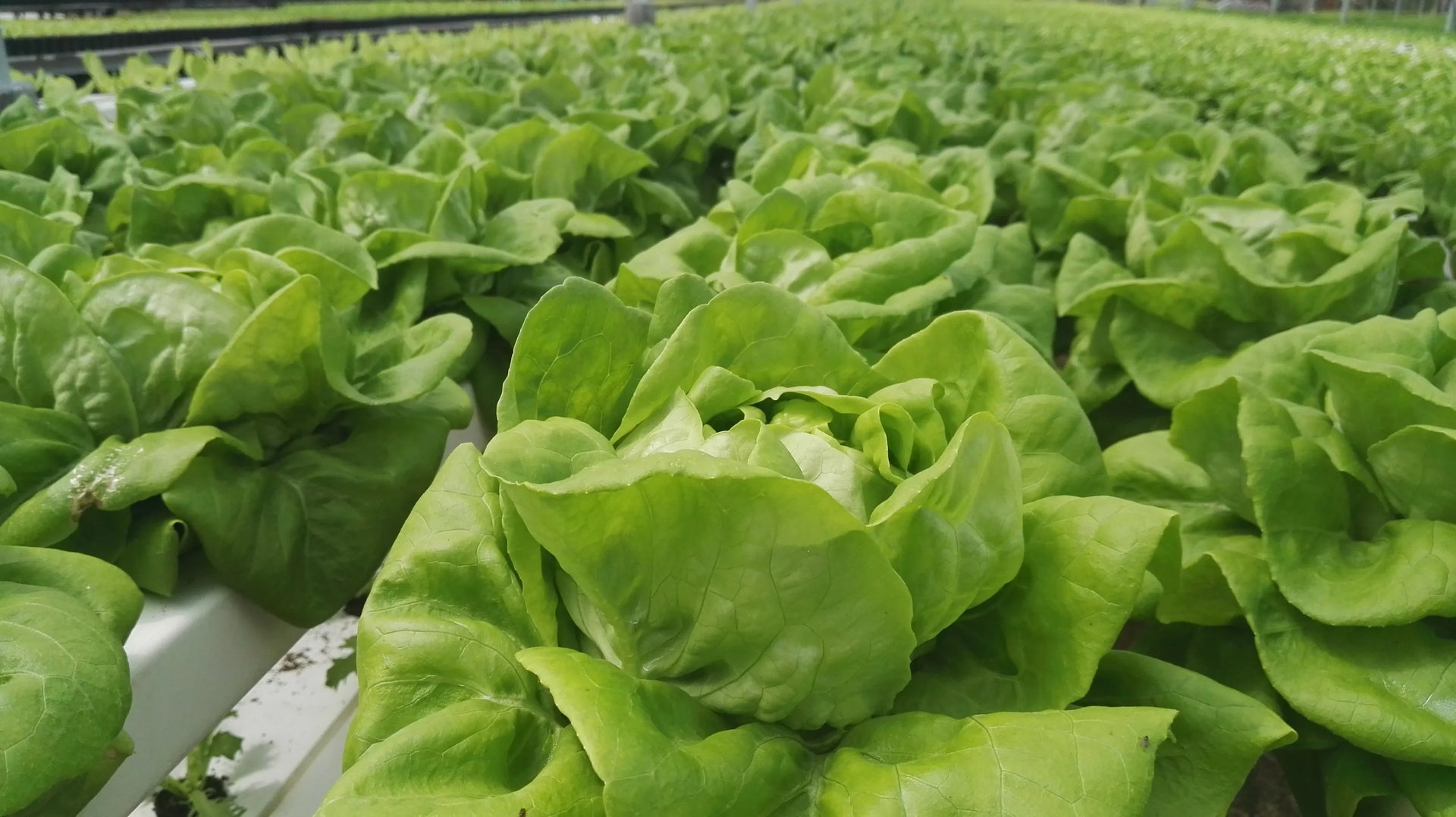 CEA for Short-Cycle Leafy Green Crops – Part 1