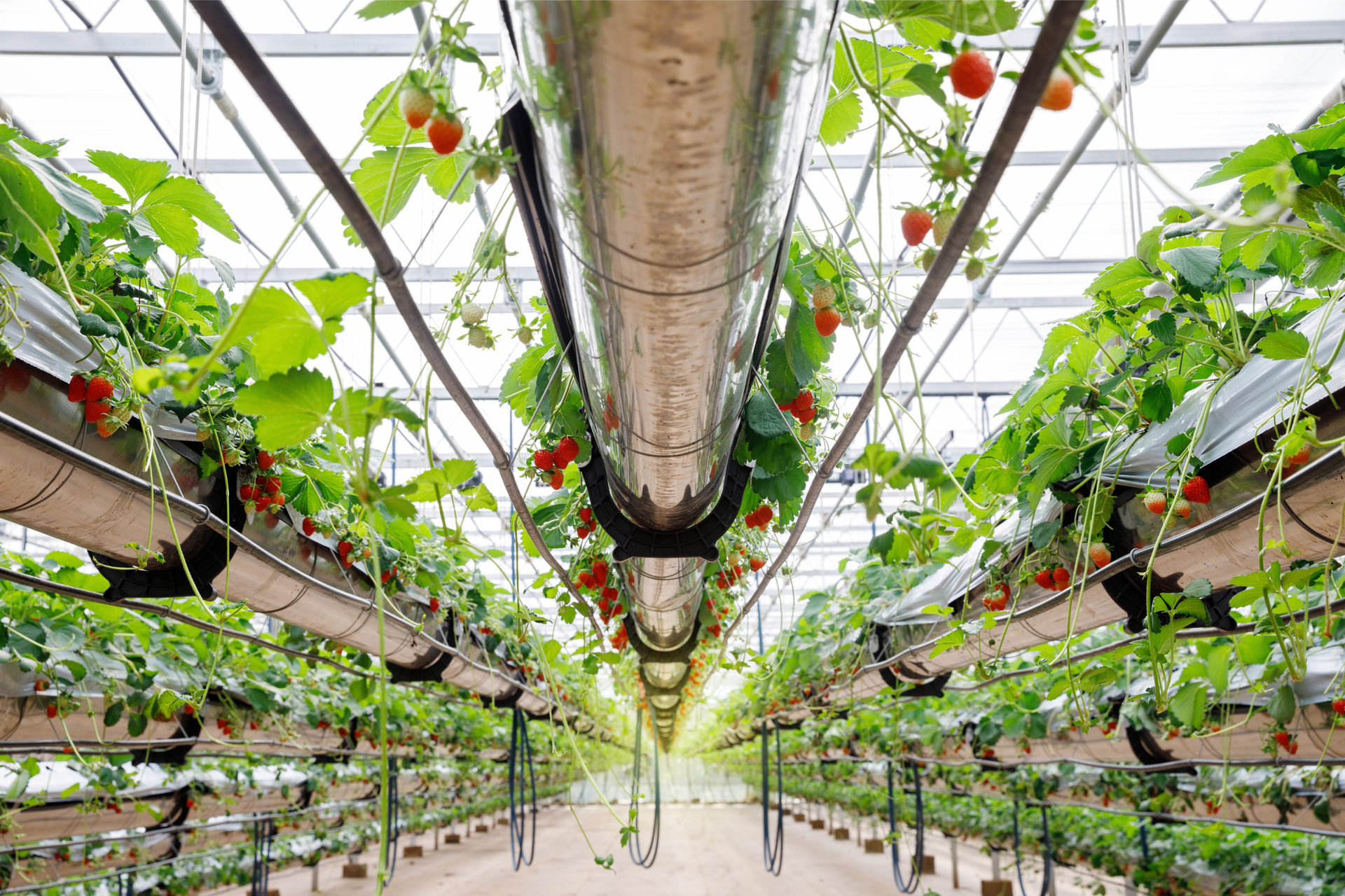 Serving a diverse grower community in WA: A Q&A with Indoor Tropics