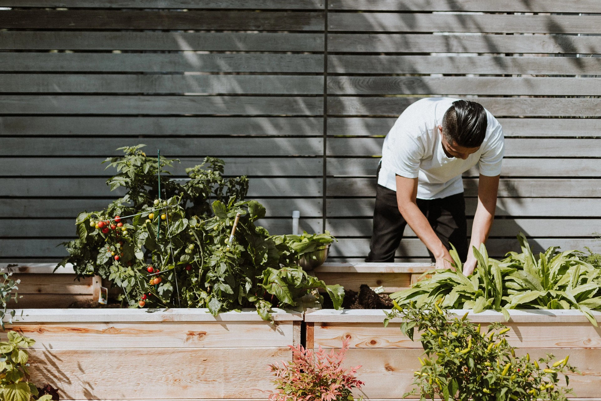 Fertile GroundWorks: A community garden that champions plant education and charitable giving