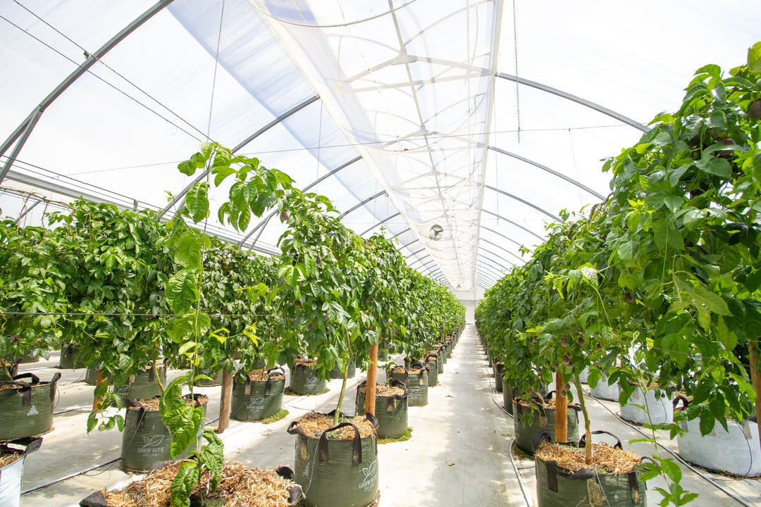 Scott's Place (part of the Passionfruit Place co-operative) - Pro Controller case study