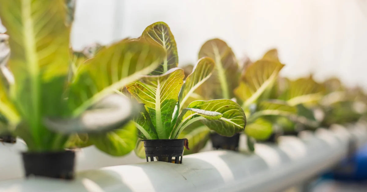 What is Controlled Environment Agriculture (CEA)?