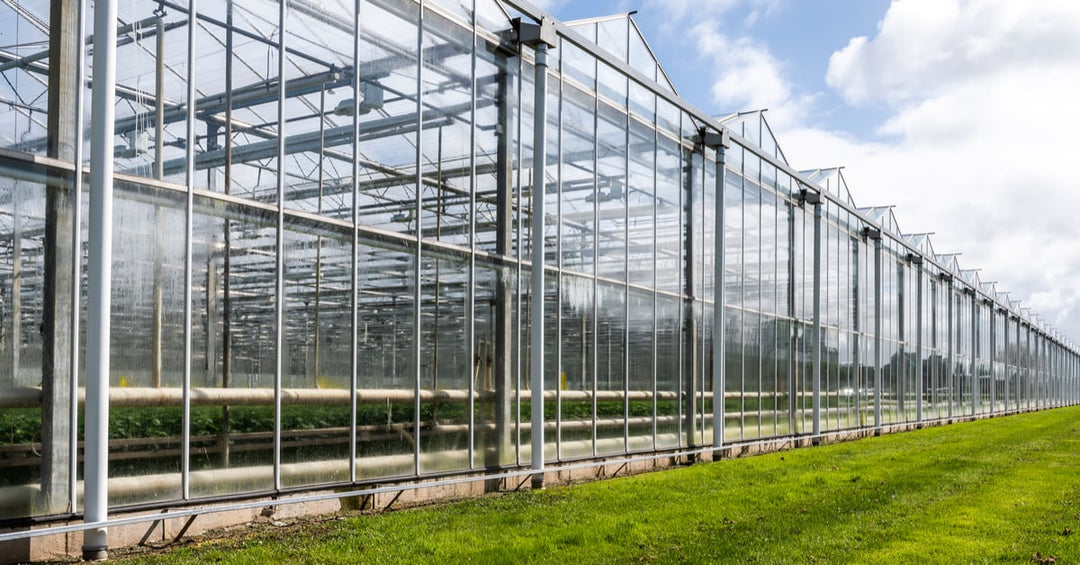Using Wet Walls to Cool Commercial Greenhouses