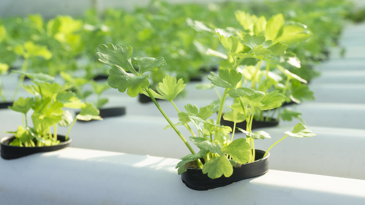 How to recognize and fix nutrient burn