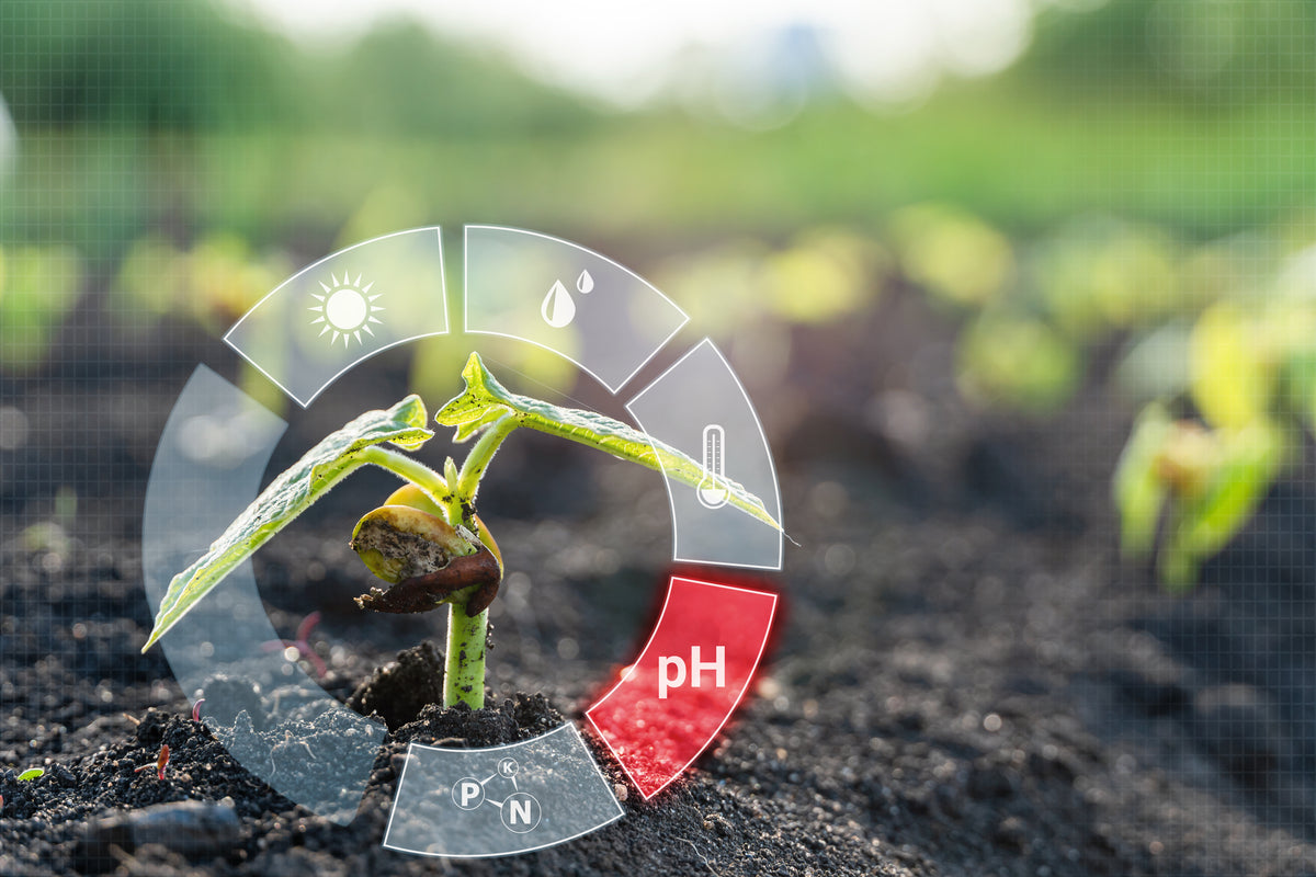 Signs that your plants are struggling with incorrect pH