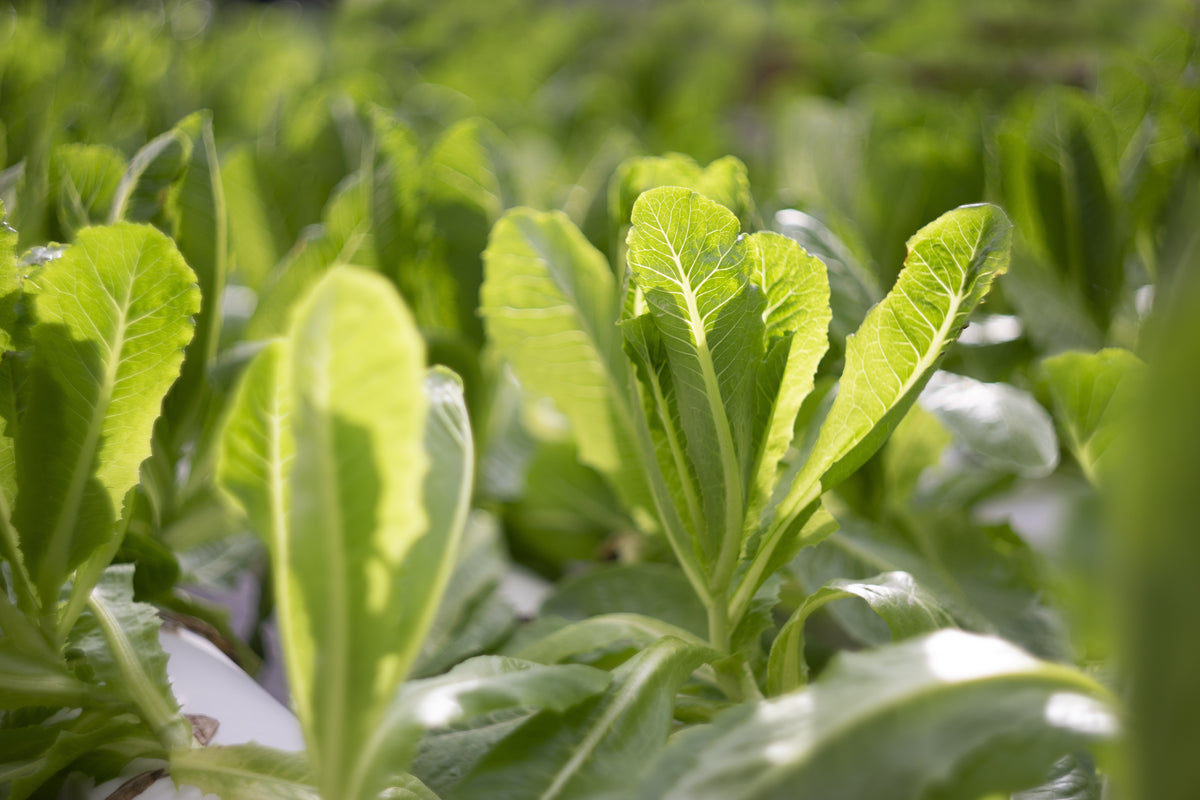 Signs your plants might be struggling with incorrect EC