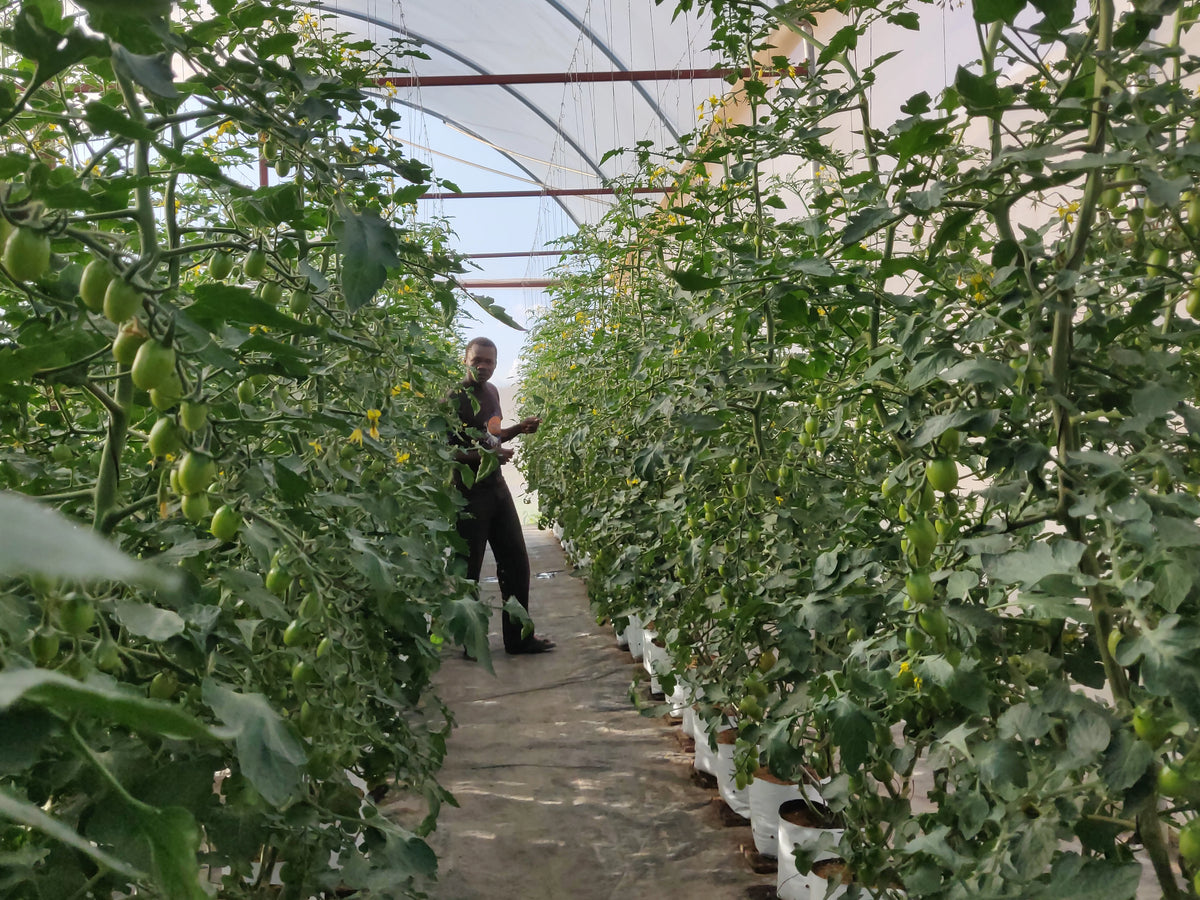 Greenhouse grower in Kenya - Pro Controller case study