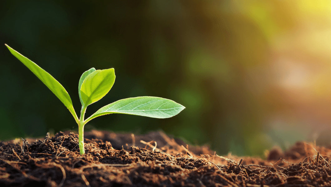 A grower's guide to soil fundamentals