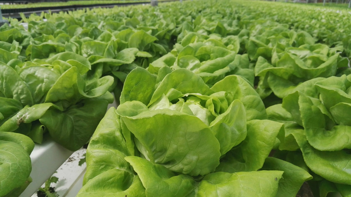 CEA for Short-Cycle Leafy Green Crops – Part 1