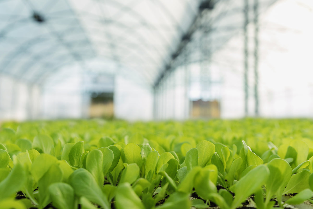 pH, EC and Temperature - Measuring and adjusting your fundamental parameters