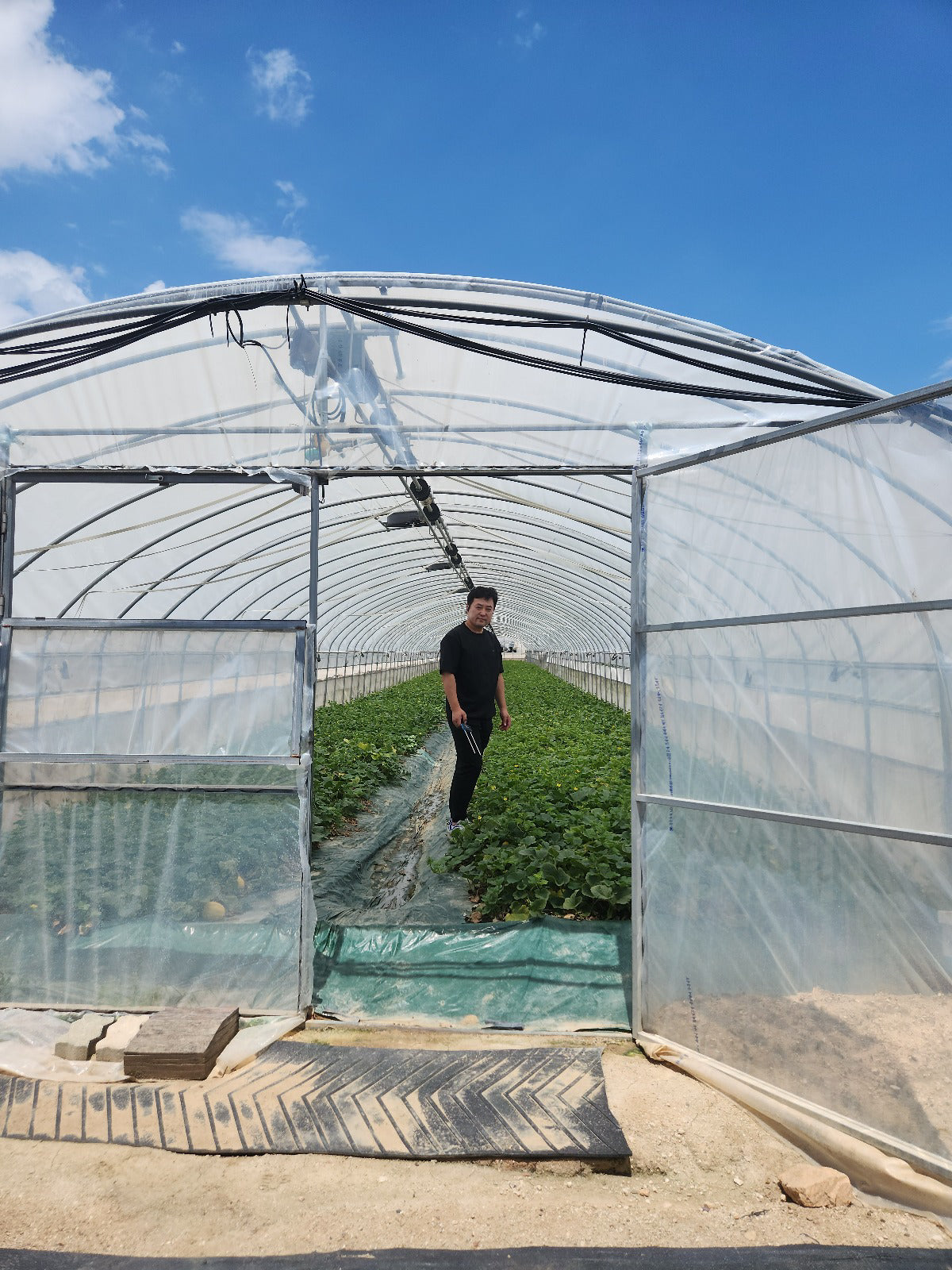 Growing Smarter Under Cover: Chamoe Success in South Korea