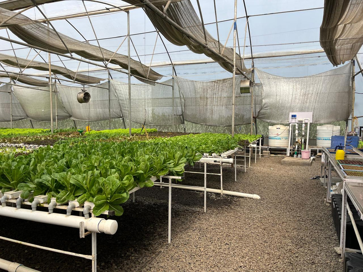 Growers of the World Series - Nourishing Farms, India