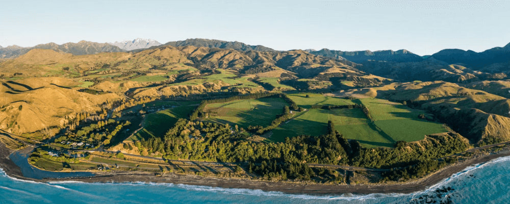 From seed to sale. Growing organic licensed medicinal cannabis with Bluelab - Puro Organics